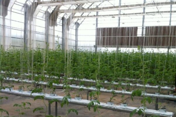 What is hydroponics rockwool and it’s benefits